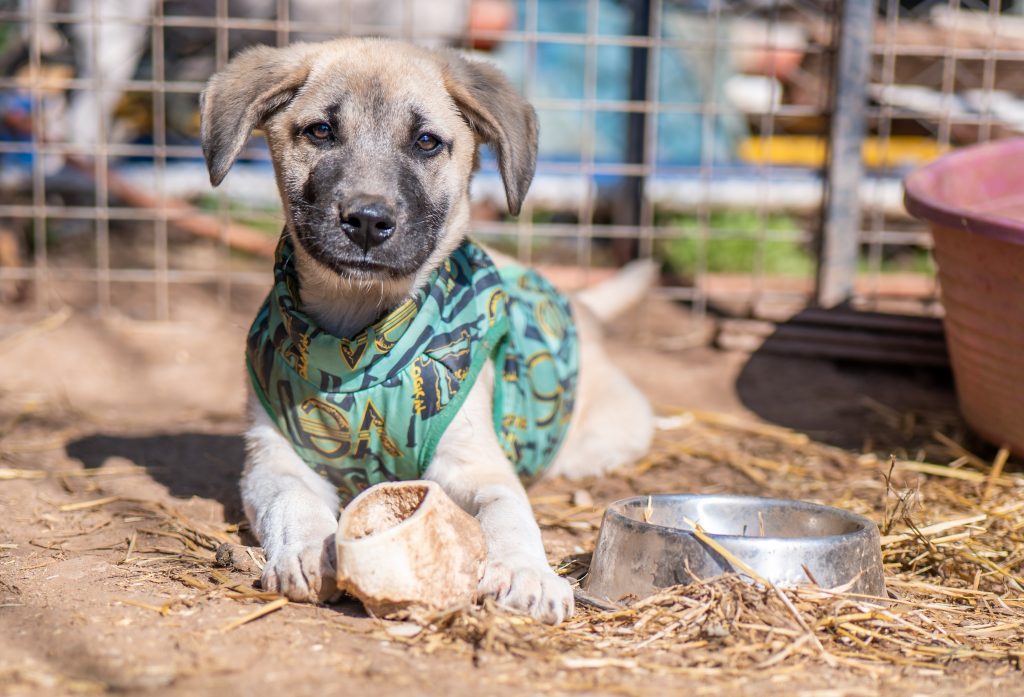 stray dog with a dog bowl