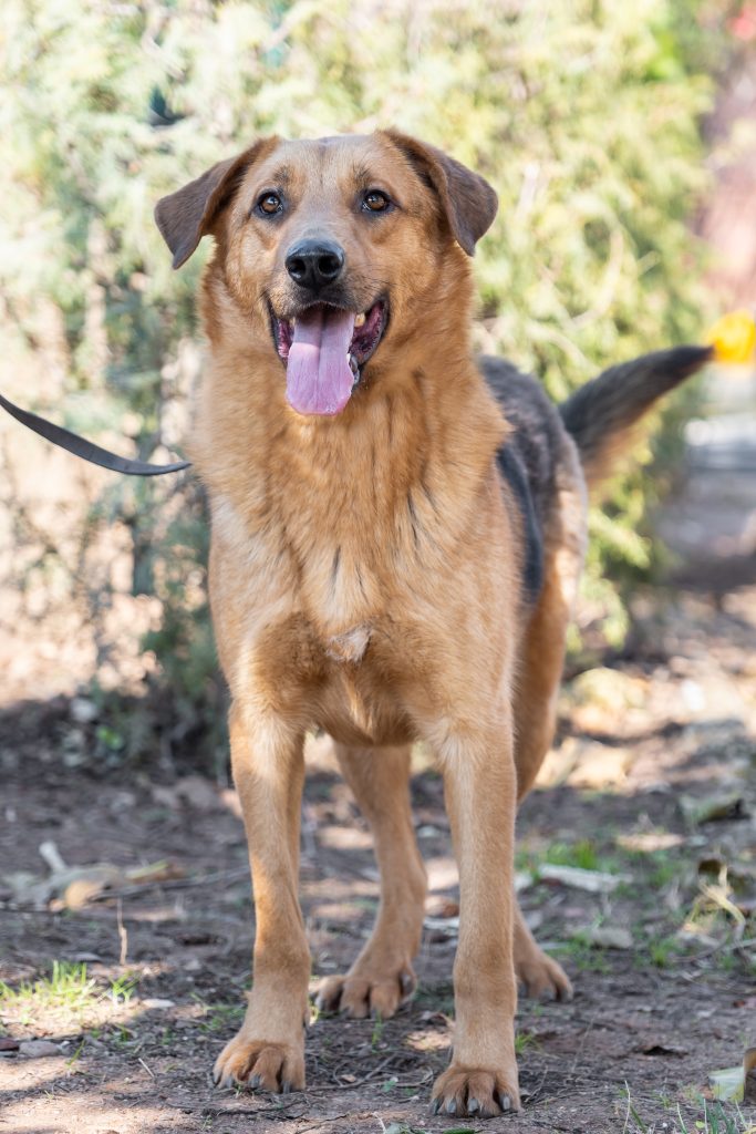 rescue dog smiling