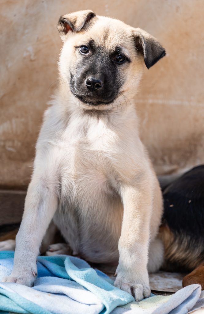 rescue dog sitting