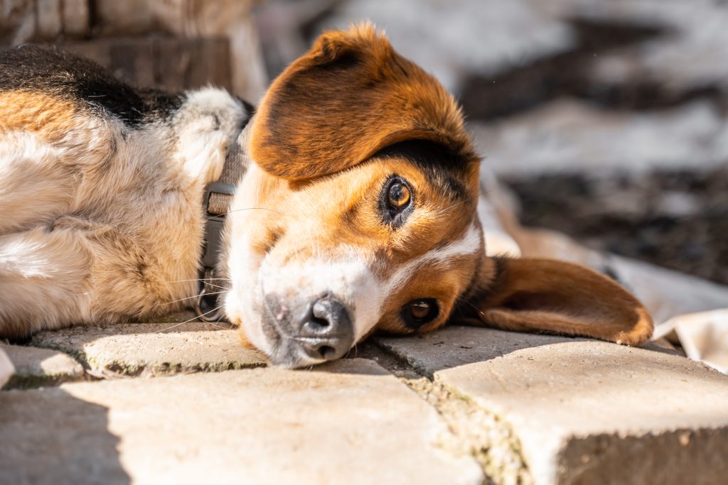 stray dog lying on his side