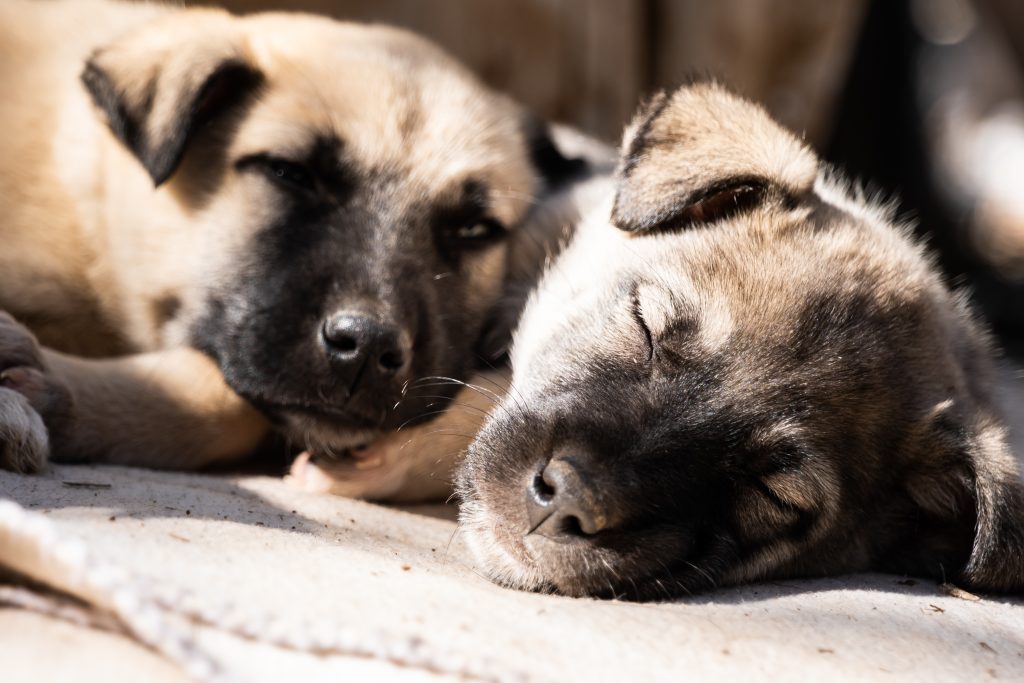 rescue dogs sleeping together