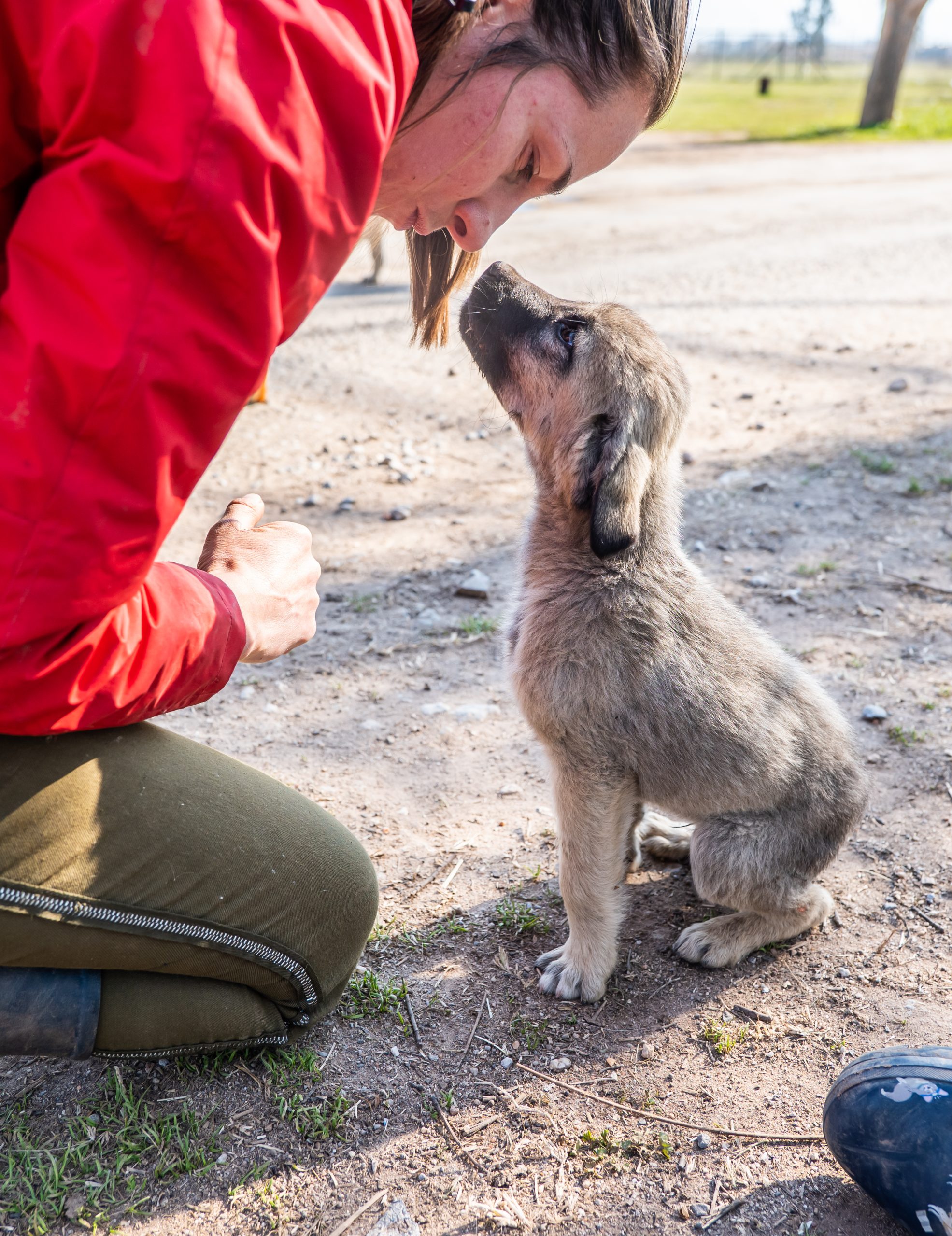 rescue puppy sniffing a person