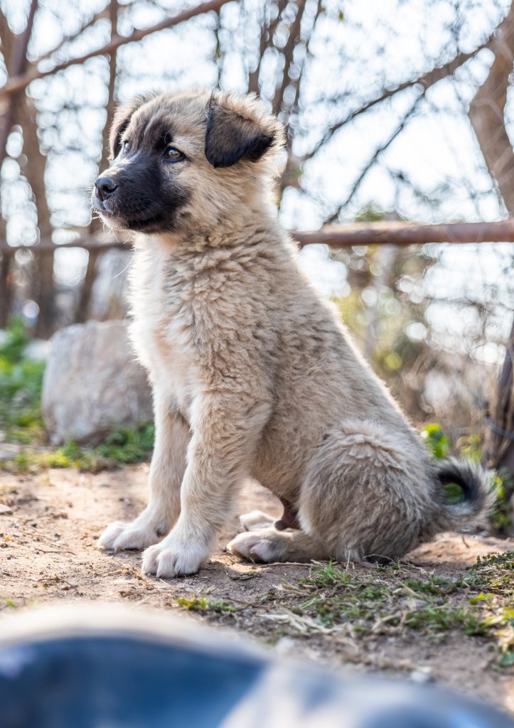 stray puppy sitting