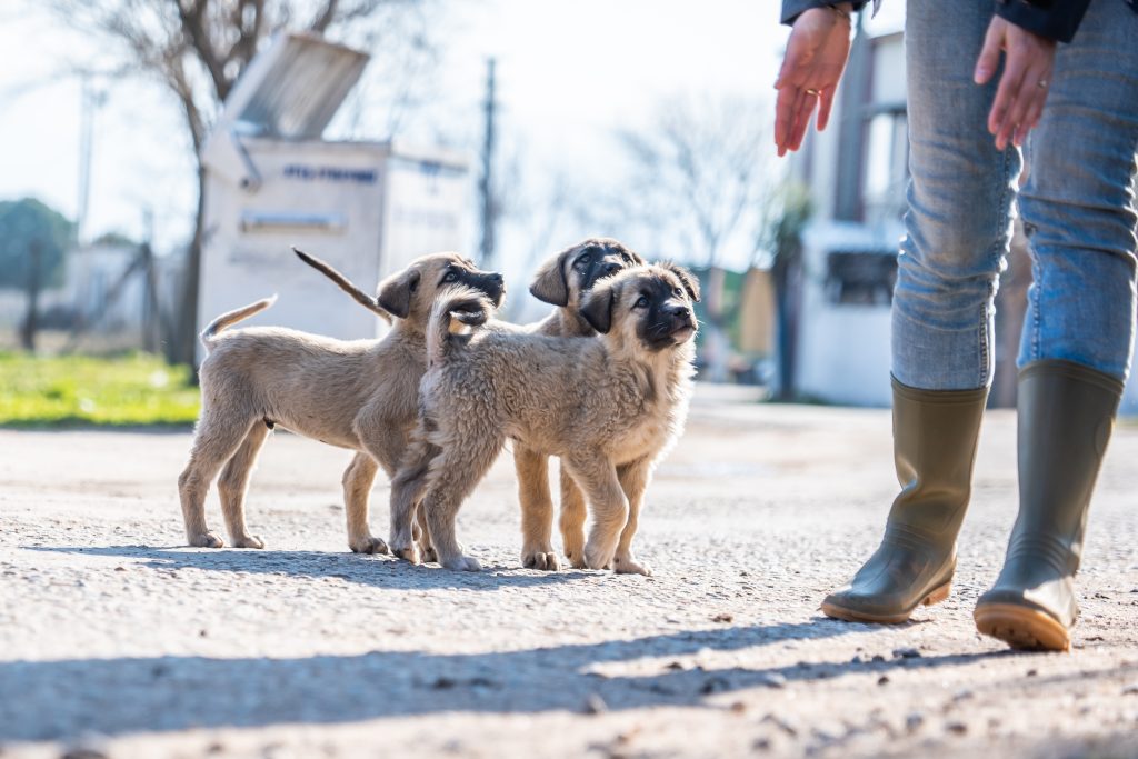 rescue puppies following a volunteer