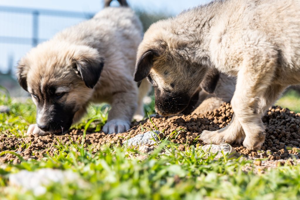 puppies eating kibbles