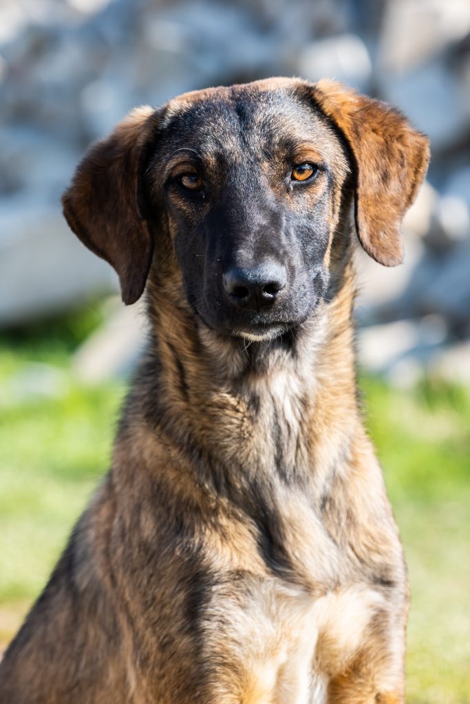 stray dog looking at the camera