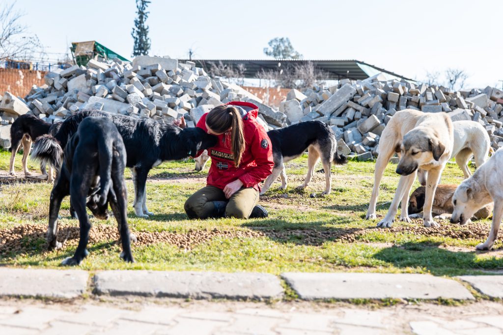 volunteer with rescue dogs