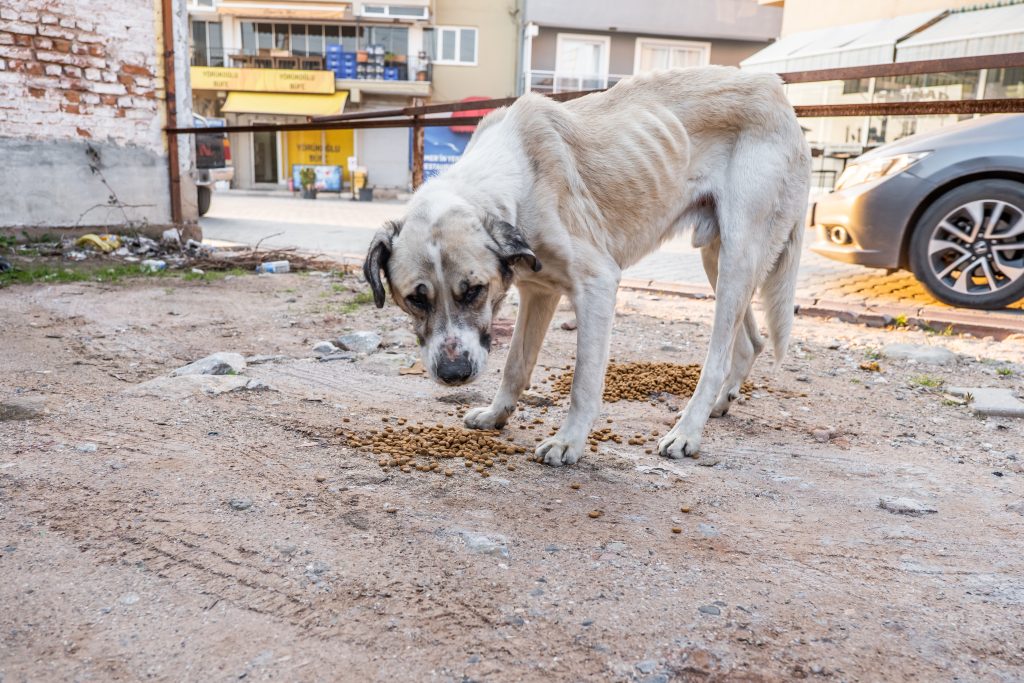 stray dog eating kibbles