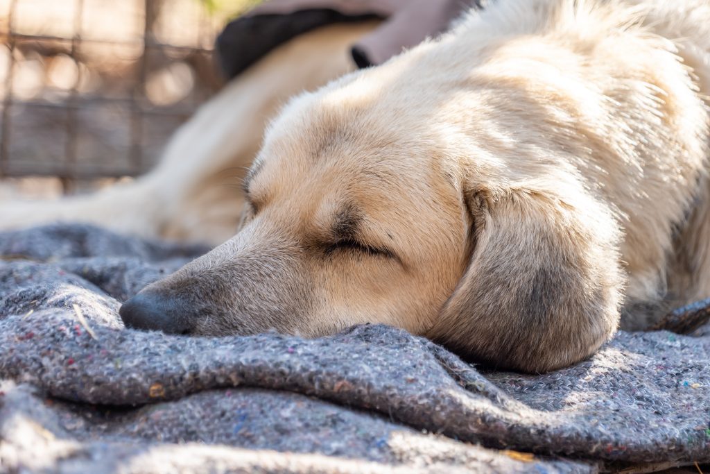 stray dog sleeping on a blanket
