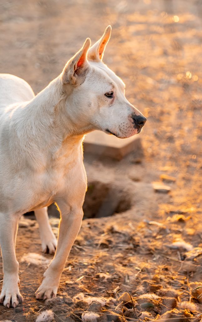 resuce dog looking at something