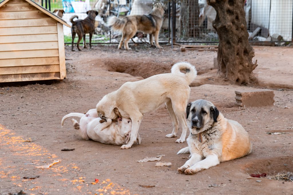 Rescue dogs playing in the garden