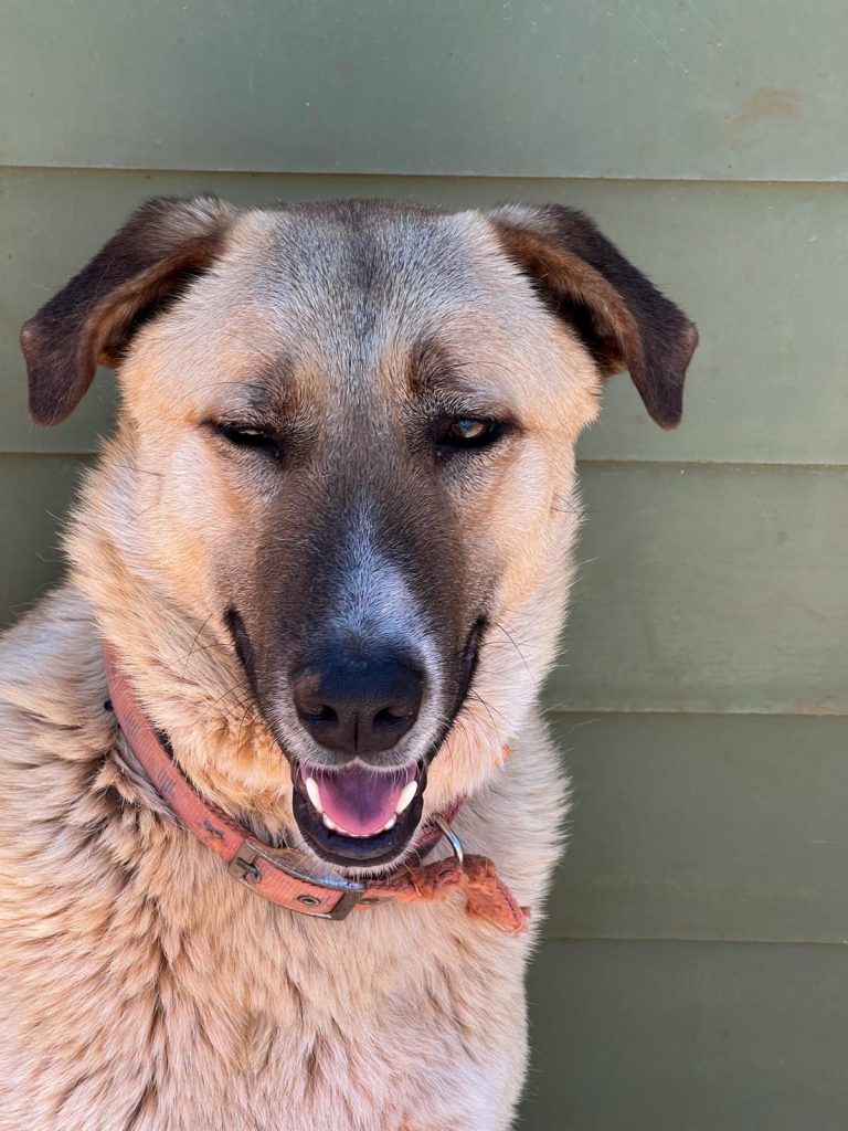 rescue dog smiling