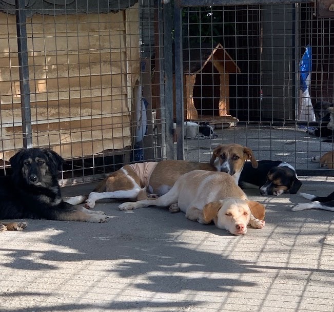 rescue dogs lying